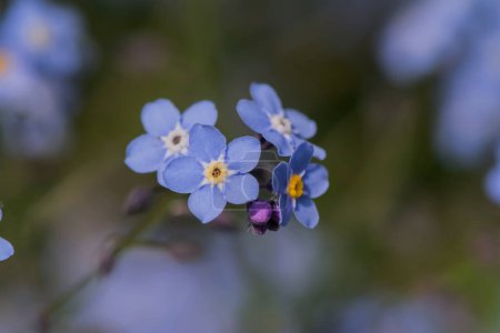 Foto de Myosotis alpestris - hermosas flores azules pequeñas - no me olvides - Imagen libre de derechos