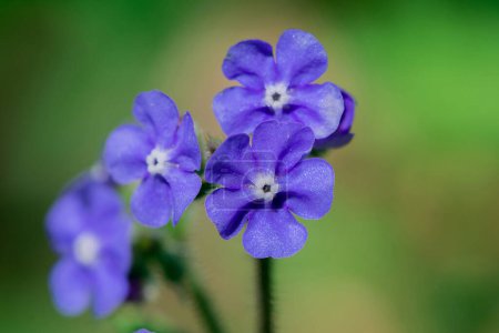 Foto de Myosotis alpestris - hermosas flores azules pequeñas - no me olvides - Imagen libre de derechos