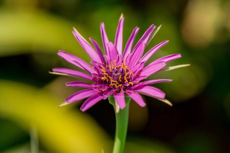 Foto de Mcro fotografía de Purple Salsify flor - Imagen libre de derechos