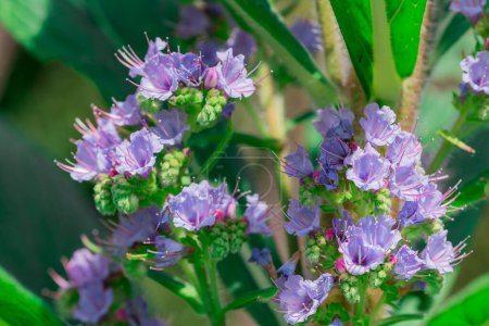 Téléchargez les photos : Floraison printanière sur un Nectaroscordum siculum - en image libre de droit