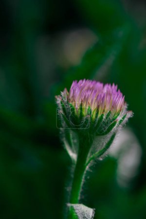 Photo for Mcro photography of Purple Salsify flower - Royalty Free Image