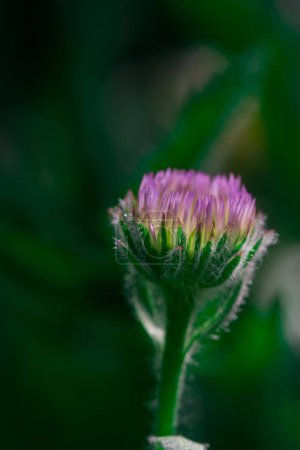 Photo for Mcro photography of Purple Salsify flower - Royalty Free Image