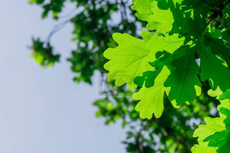Téléchargez les photos : Feuilles de chêne vert (Quercus petraea)
) - en image libre de droit