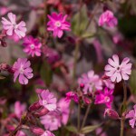 Red Campion wildfowers. (silene dioica)