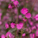Red Campion wildfowers. (silene dioica)