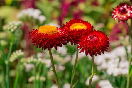 Foto de Beautiful Deep Colored Strawflower Macro - Imagen libre de derechos