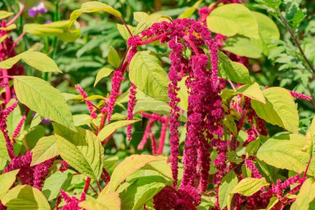 Photo for Red amaranth (love-lies-bleeding) on a flower bed - Royalty Free Image