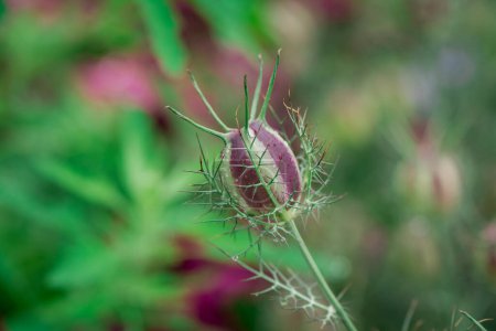 Téléchargez les photos : Gros plan sur une fleur d'amour dans la brume (Nigella damascena) - en image libre de droit