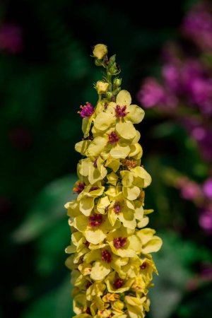 Photo for Flowers of a nettle-leaved mullein, Verbascum chaixii - Royalty Free Image
