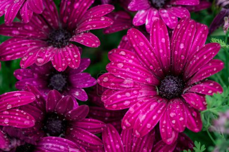 Foto de Cerca del jardín de flores de osteosperumum púrpura daisyin. - Imagen libre de derechos