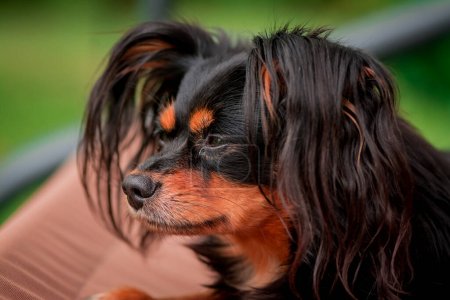 Téléchargez les photos : Portrait d'un petit chien noir mignon - en image libre de droit