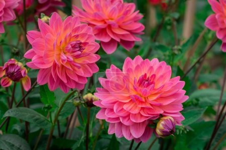  dahlia flowers with floral background in a sunny day.