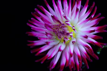 Foto de Hermosas flores de dalia aisladas sobre un fondo - Imagen libre de derechos