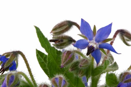Photo for Blue borage flowers for decoration at white background - Royalty Free Image