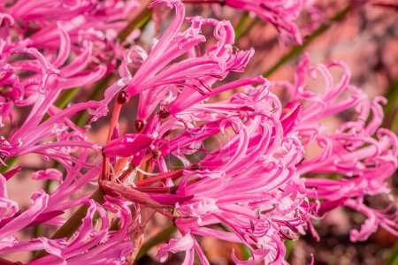 Téléchargez les photos : Photo de fleurs dans le jardin d'automne - en image libre de droit