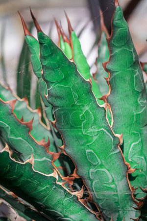 Téléchargez les photos : Agave fileté Agave Filifera plante, gros plan - en image libre de droit