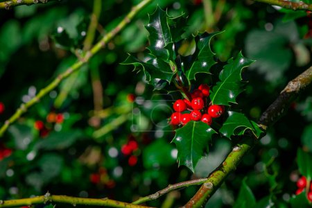 Holly tree branch with red berries 