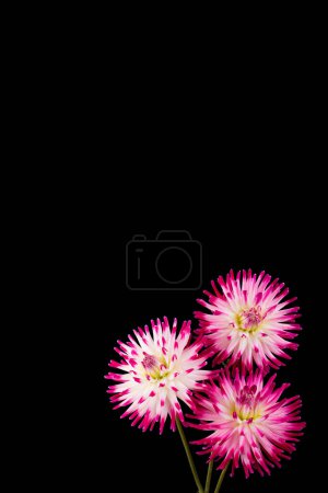 Foto de Hermosas flores de dalia aisladas sobre un fondo - Imagen libre de derechos