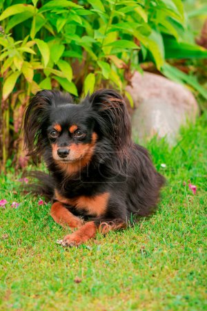 Foto de Retrato de un pequeño perro negro lindo - Imagen libre de derechos
