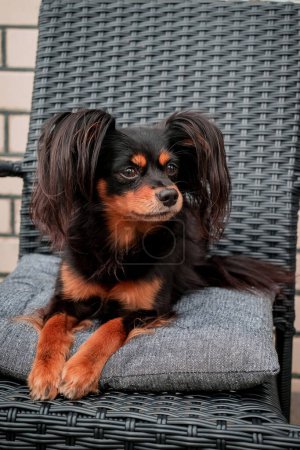 Téléchargez les photos : Portrait d'un petit chien noir mignon - en image libre de droit