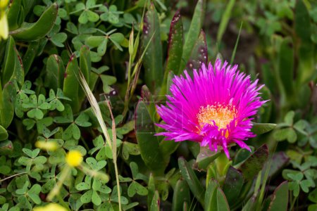 Bright Pink Flower on Creeping Succulent Plant 
