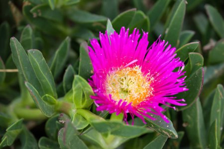 Bright Pink Flower on Creeping Succulent Plant 
