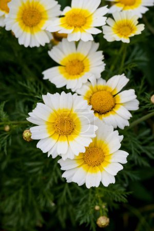 Foto de Primer plano de Crown Daisy flower.Crown Daisy - Imagen libre de derechos
