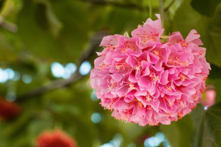 Dombeya wallichii, or tropical hydrangea,  stunning pink flowers