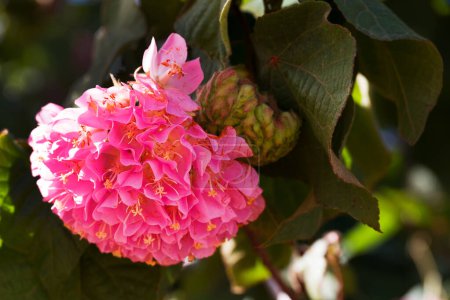 Dombeya wallichii, or tropical hydrangea,  stunning pink flowers