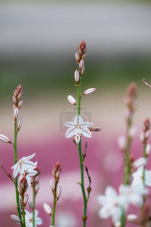 Hollow-stemmed asphodel flower - Latin name - Asphodelus fistulo