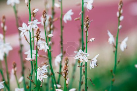 Flor de álamo de tallo hueco - Nombre latino - Asphodelus fistulo