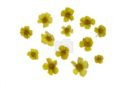 Pressed and dried yellow flowers eschscholzia. Isolated