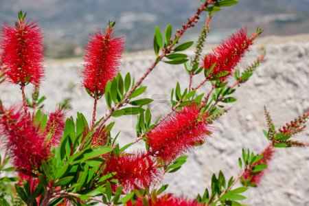 Un arbusto de cepillo de botella rojo (Callistemon). Flores rojas 