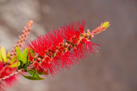 A red bottlebrush bush (Callistemon). Red flowers 