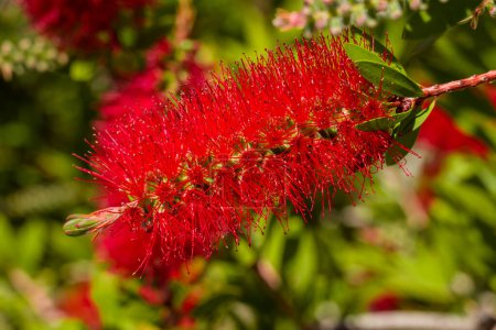 Un arbusto de cepillo de botella rojo (Callistemon). Flores rojas 