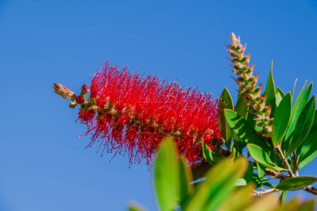 Ein roter Flaschenbürstenbusch (Callistemon). Rote Blumen 