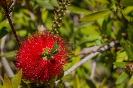 Téléchargez les photos : Un buisson de brosse à bouteille rouge (Callistemon). Fleurs rouges - en image libre de droit