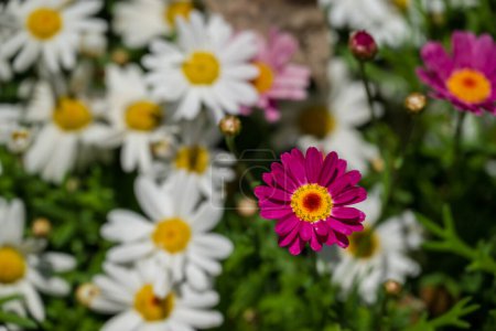 photo of spring flowers in the park 