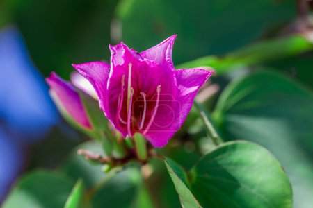 Rosa Bauhinia blakeana Blüten. Bunte tropische rosa Bauhinia