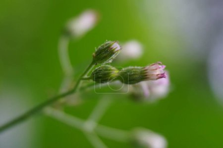 Foto de Cyanthillium cinereum (pequeña hierba de hierro, poovamkurunnila, monara kudumbiya, sawi langit) flor. Cyanthillium cinereum se ha utilizado para dejar de fumar y aliviar el resfriado común - Imagen libre de derechos