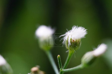 Photo for Cyanthillium cinereum (little ironweed, poovamkurunnila, monara kudumbiya, sawi langit) flower. Cyanthillium cinereum has been used to quit smoking and relieve the common cold - Royalty Free Image