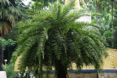 Téléchargez les photos : Phoenix sylvestris (Aussi appelé sylvestris, palmier dattier argenté, date indienne, palmier dattier, palmier sauvage, palmier kenari) dans le jardin - en image libre de droit