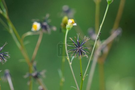 Photo for Bidens alba (Also called shepherd's needles, beggarticks, Spanish needles, butterfly needles. Bidens is considered by some as a broad spectrum antimicrobial, useful particularly against infections - Royalty Free Image