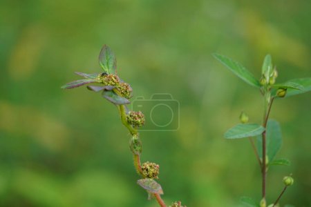 Foto de Euphorbia hirta (Patikan kebo, asma-planta) con fondo natural. Esta es una hierba pantropical, posiblemente nativa de la India. Es una hierba peluda que crece en pastizales abiertos, bordes de carreteras y caminos. - Imagen libre de derechos