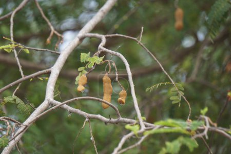 Téléchargez les photos : Tamarin (aussi appelé Tamarindus indica, asam) fruit sur l'arbre - en image libre de droit