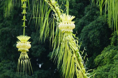 Téléchargez les photos : Yellow coconut leaves with a sky background. Indonesian called penjor (janur melengkung) - en image libre de droit