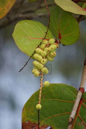 Photo for Coccoloba uvifera (seagrape, baygrape, Sea Grape, Jamaican Kino, Platter Leaf). This plant is an ornamental plant and serves as a dune stabilizer and protective habitat for small animal - Royalty Free Image