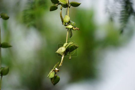 Foto de Hoya lacunosa es una especie de planta fanerógama perteneciente al género Hoya. Como la mayoría de Hoya, es una trepadora epífita. Tiene hojas lisas ovadas a lanceoladas - Imagen libre de derechos