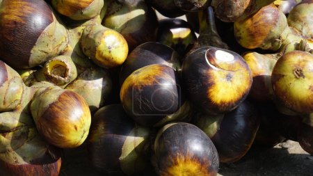 Photo for Borassus flabellifer (doub palm, palmyra palm, tala, toddy palm, wine palm, ice apple, pohon lontar) fruit. This fruit has a texture like young coconut - Royalty Free Image