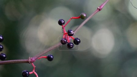 Photo for Parthenocissus quinquefolia (Virginia creeper, Victoria creeper, five-leaved ivy, five-finger, woodbine). It is frequently seen covering telephone poles or trees - Royalty Free Image